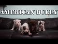 Cachorros American Bully Pocket De Mes y Medio (HIJOS DE MOLLY)