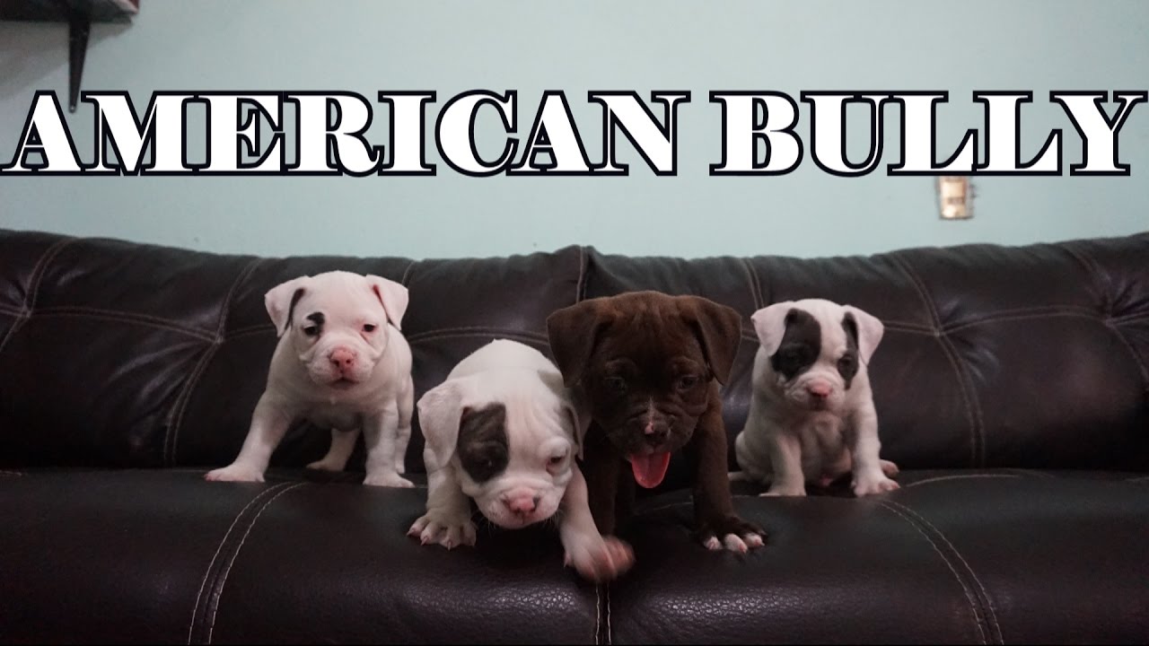 Cachorros American Bully Pocket De Mes Y Medio Hijos De Molly Youtube Cachorros American Bully Pocket De Mes Y Medio Hijos De Molly Youtube
