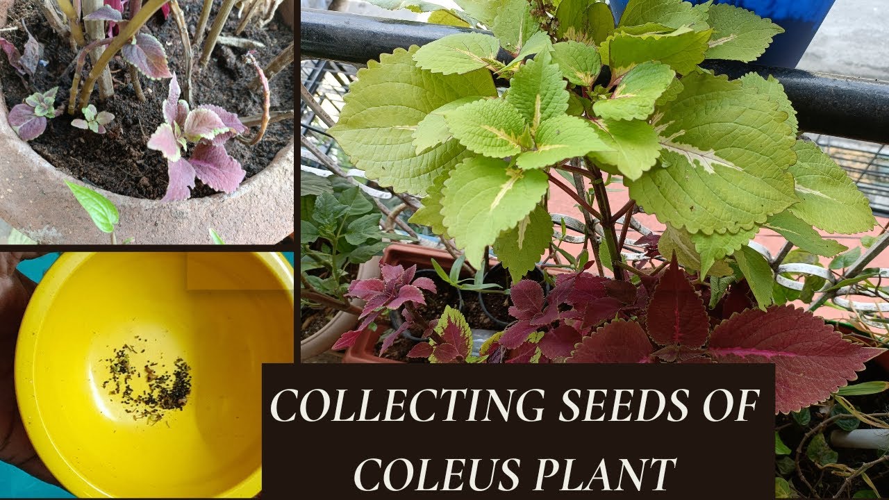 How to collect Coleus Plant seeds Coleus Plant seed collection