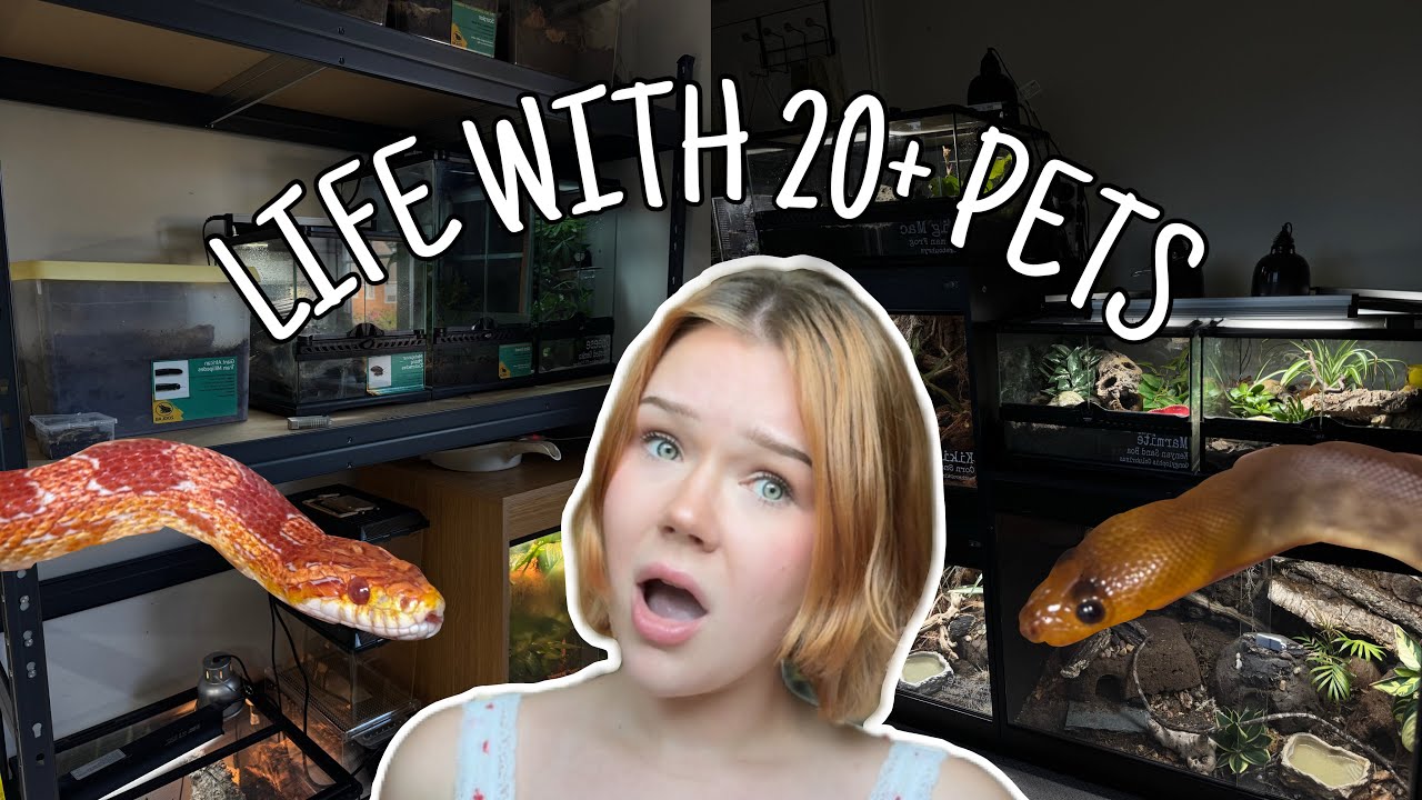 The Reality of Owning 20+ PETS... | Reptile Room Maintenance