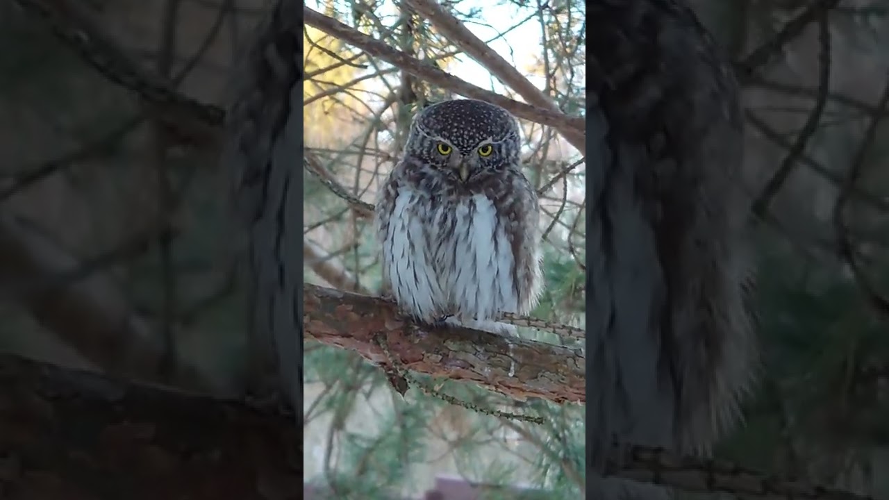 Воробьиный сыч. Самый миниатюрный представитель сычей.