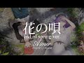 【HD】春はゆく/ marie - Aimer - 花の唄 end of spring ver.【中日字幕】