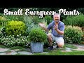 50 plus small evergreen shrubs for the garden  small foundation plants