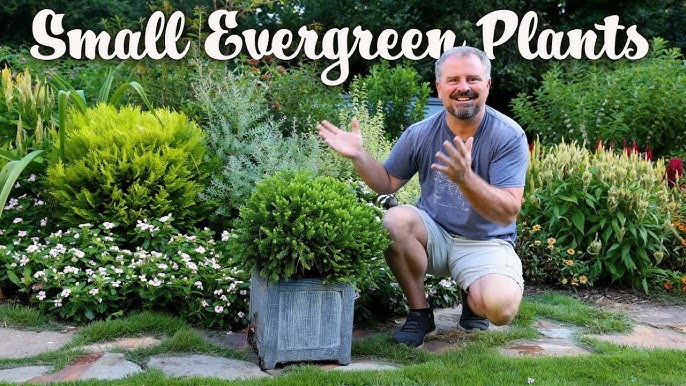Awesome Mid-Sized Evergreen Shrubs 
