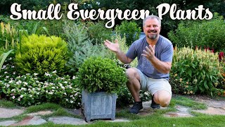 50 Plus! Small Evergreen Shrubs for the Garden  Small Foundation Plants