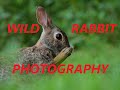 Nikon P1000 ---- Rabbit Wildlife Photography --- (2020)