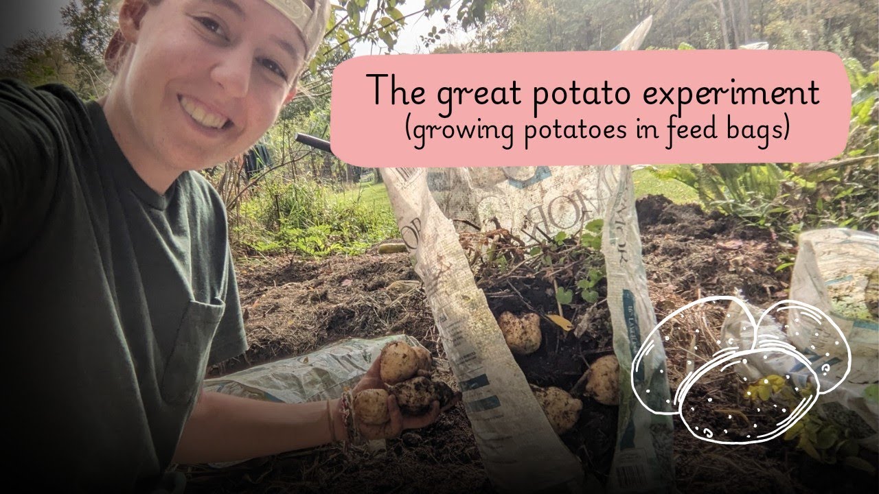 The great potato experiment! (growing potatoes in feed bags)