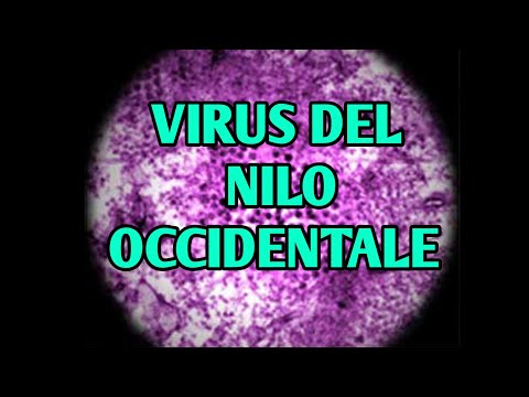 Come si diffonde il virus del Nilo