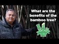 What are the benefits of the bamboo tree?