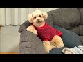 見た目とのギャップがありすぎる大きいトイプードル【デカプー】【トイプードルのロアくん】【toy poodle】