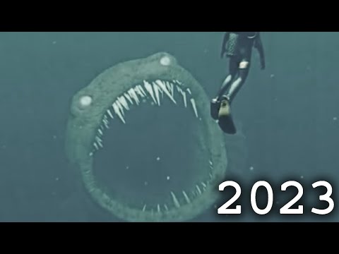 Evolution of BLOOP / Best Animation