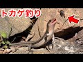 【トカゲ釣り】簡単に作れる自作の竿でトカゲを釣ってみた！