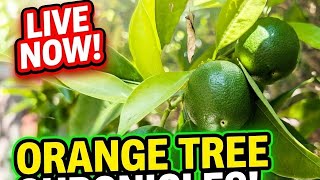 “Backyard Orange & Mandarin Tree LIVE | Citrus Fruits Ki Growth, Care Tips & Fresh Garden Tour”