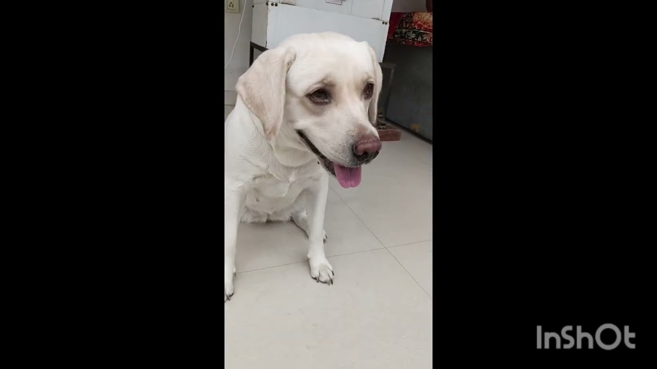 Staila ki shaitaniyan and uski training 😘