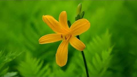 سورة يوسف بصوت القارئ أبو يوسف الخرخاشي