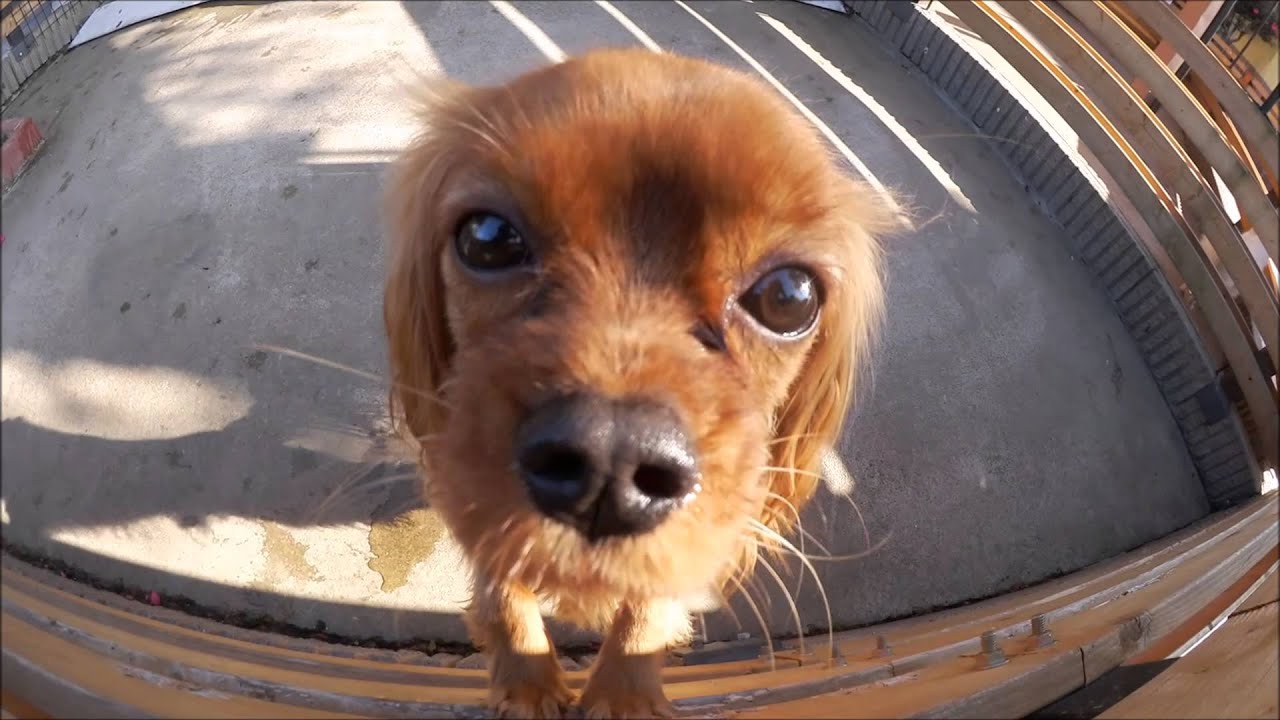 可愛いワンちゃん 珍しいワンちゃん大集合 小型犬 わんわん動物園 Ivisminix Youtube