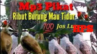 Suara Ribut Burung Mau Tidur,Sangat Cocok Untuk Pikat