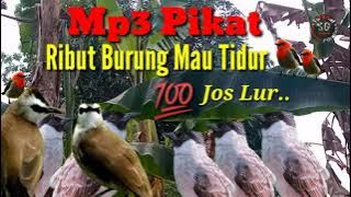 Suara Ribut Burung Mau Tidur,Sangat Cocok Untuk Pikat