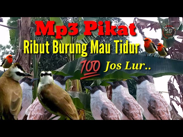 Suara Ribut Burung Mau Tidur,Sangat Cocok Untuk Pikat class=