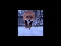 Red Fox Jumpscare Real Shorts Meme mp3