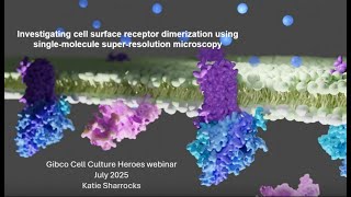 Investigating cell surface receptor dimerization using single molecule super resolution microscopy