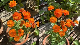 How to grow & care Cosmos plant - Cosmos plant की देखभाल कैसे करे - Important growing tips