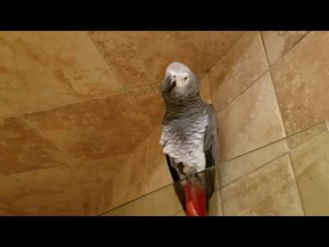 My Parrots When I Come Home Late | PARROT VIDEO OF THE DAY My Parrots When I Come Home Late | PARROT VIDEO OF THE DAY