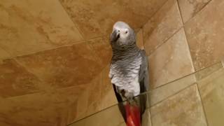 My Parrots When I Come Home Late | PARROT VIDEO OF THE DAY