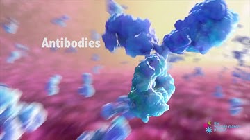 How do Antibodies Work?