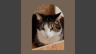 Understated Ambience for Happy Cats