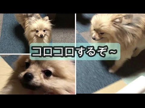 ポメの抜け毛ってすごいのね こんなに抜けて大丈夫かしら ポメチワミックスポン太 Youtube