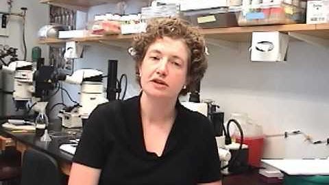Gain Control in Olfactory Circuits