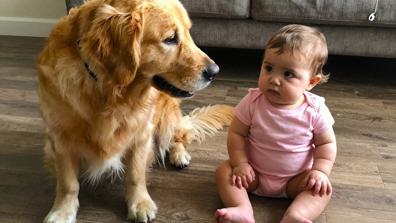 Если бы камера не снимала, никто бы не поверил, что собака сделала с ребенком!