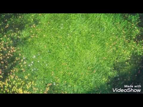 ليندا بيطار ومن الشباك