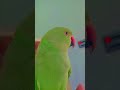 tum kon ho #parrot #talkingparot #funnyanimal #birds #nonstoptalkingparrot