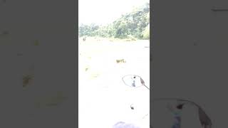 Banjir Di Sungai Klepu Benggeng Keling Jepara 