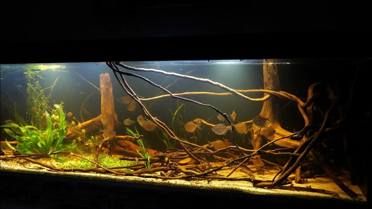 Südamerika Aquarium Salmler 200 x 60 x 60 , Stethaprion & Poptella