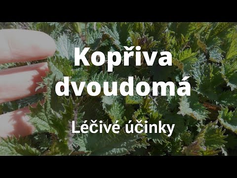 Video: Kopřiva Dvoudomá: Přínosy Pro Zdraví, Vedlejší účinky A Způsob Výroby