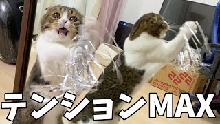 新猫じゃらしでテンションMAXになっちゃう猫