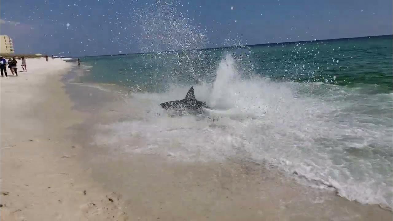 Shark!!! Pensacola Beach FL. Karl with a K and family - YouTube