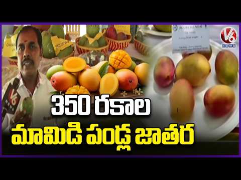 Mango Mela at Sangareddy Fruit Research Institute | 350 Varities Of Mangoes | V6 News - V6NEWSTELUGU