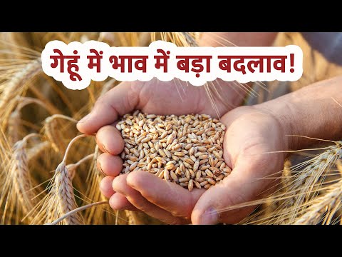 देखिये गेहूं के मंडी भाव के मुख्य बदलाव!  (UP Market Price) - देखिये गेहूं के मंडी भाव के मुख्य बदलाव!  (UP Market Price)