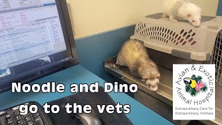 Noodle and Dino go to vet. It's desloralen implant time by LegalizeFerrets.org 62 views 3 months ago 9 minutes, 18 seconds