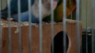 LoveBirds Fisher SansOoOn & ALoooLo (Part 1) طيور الحب سنسون وألولو