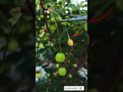 Gardening Tips and