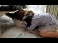 娘と超本気のキャットバトルをする猫