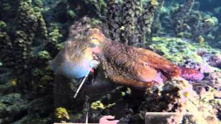 Sy Montgomery: The Soul of an Octopus