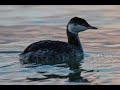 Kuifduiker, grote jager, zwarte zee-eend, grote zee-eend, eider, Jan van Gent, Vogelen met Limosa 6