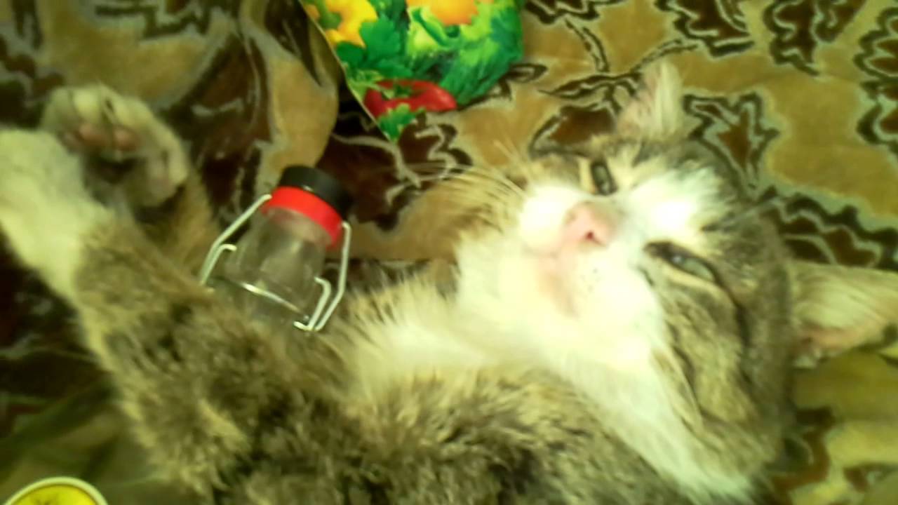 Скачать музыку водочка моя горькая водочка Скачать музыку водочка моя горькая водочка