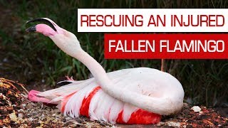 عملية إنقاذ ناجحة لطائر الفلامنجو في الجزائر
